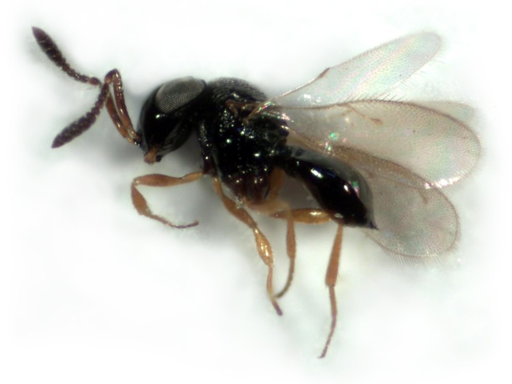 Micro vespa do gênero Telenomus em vista lateral, sobre fundo claro