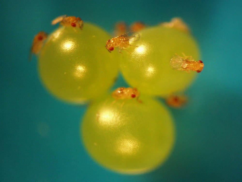 Micro vespas do gênero Trichogramma sobre uma massa de ovos de mariposa