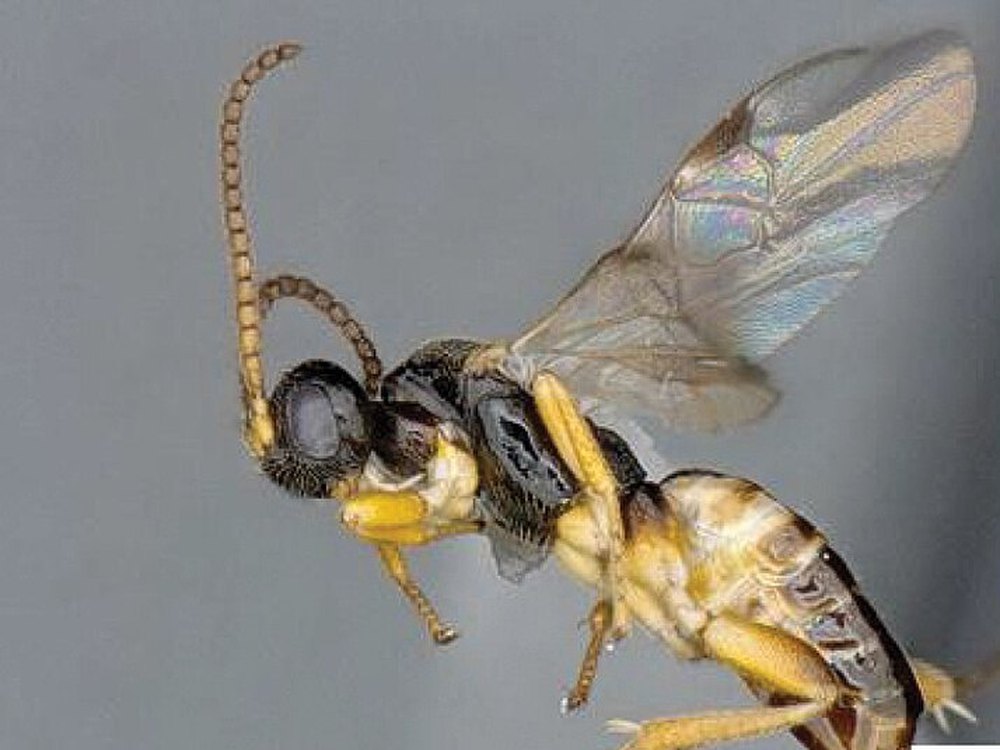Vespa Cotesia flavipes em vista lateral, fotografada em laboratório