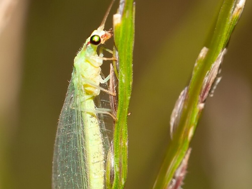 Crisopídeo adulto da espécie Chrysoperla externa pousado em um colmo verde