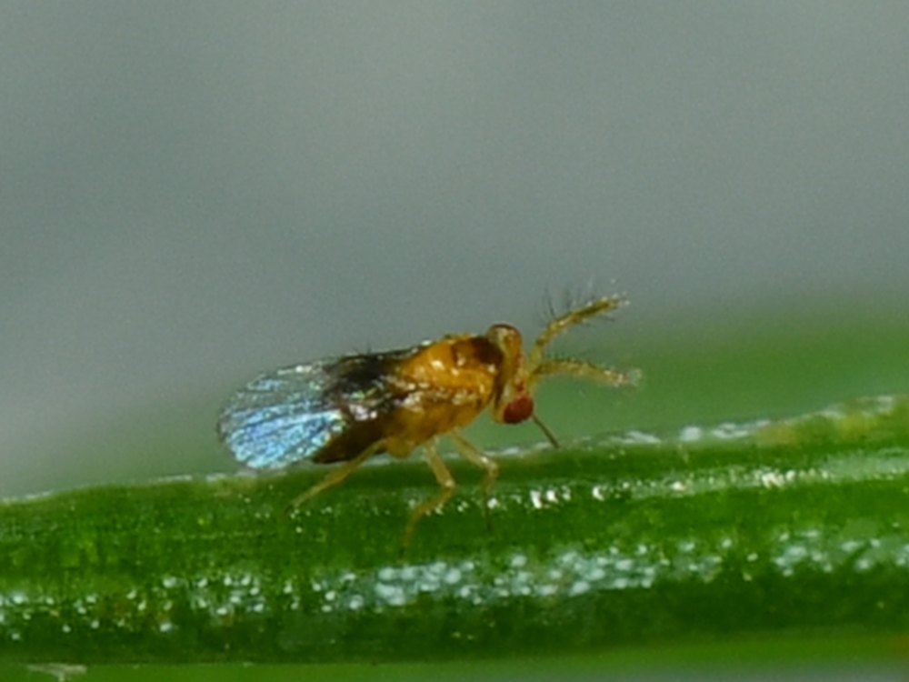 Micro vespa do gênero Trichogramma caminhando sobre uma folha estreita